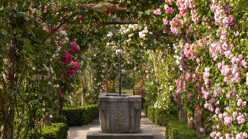 A view of the Rose Garden pergola at Polesden Lacey covered with pink roses